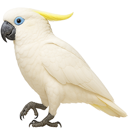 Blue-Eyed Cockatoo